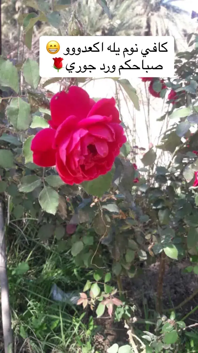 #السماوه_مدينتي🇮🇶❤️ #صباح_السعادة_لقلوبڪم_الطّيّبــۃ #الشعب_الصيني_ماله_حل😂😂 