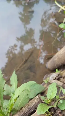 nikmat dunungan 😅 #mancingbelut #lewatberanda #wanfans #fyy 