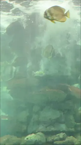 19-11 vui vẻ nhaaa  #CapCut #viral #xh 