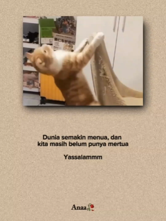 #quoteslucu #kucinglucu #indiasong #foryou #xbcyza 