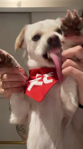 Perros enojados bailando#puppydance #swayingtothebeat #swaydancetrend #glitch #dancingpup #cachorro 