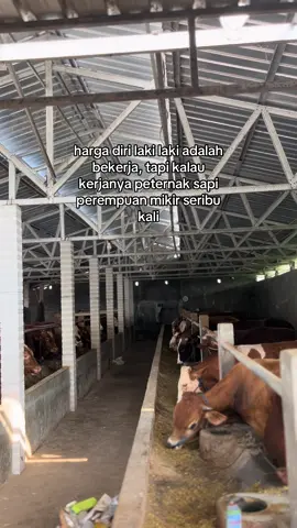 🤗🤗#peternakmuda #peternaksapiindonesia #kediri24jam #sapijumbo #foryoupage 