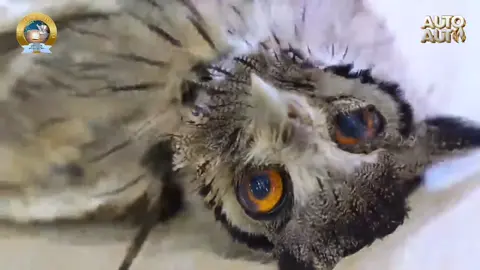 #fyp #tiktokchretien #declaration #autoauto #pourtoii 