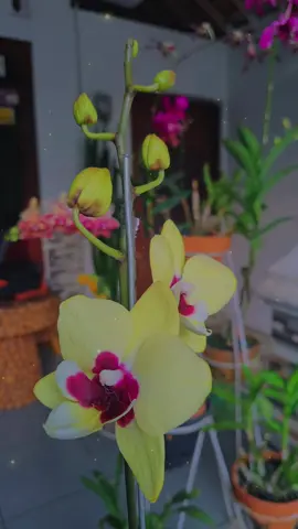 R A B U #jalani_nikmati_syukuri🥰🥰😘😘  #anggrek  #anggrekbulan 