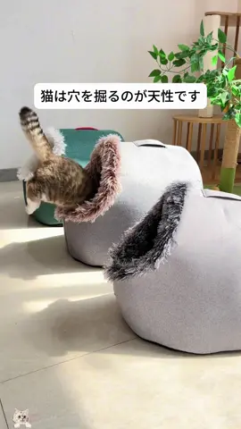 猫の人気度ナンバーワンの猫小屋#ねこ #ペット用品 #おもちゃ #人気商品 #子犬 