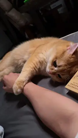 Gak sabaran siii C I O pdahal gw #kucinglucu #viral #trend #kucingtiktok #anabul #carlovers 