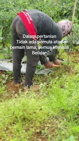 Bukan kah begitu ??? #petanicabai #petanigenz #fyp 