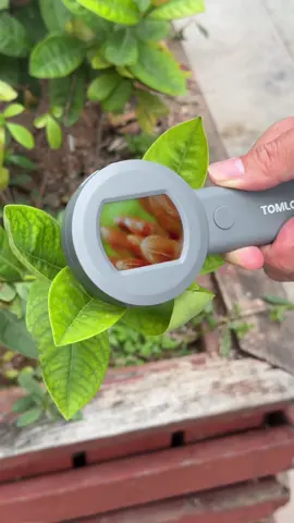 A simple magnifying glass might just light the path to your child’s scientific future. #tomlov #microscope #giftideas #magnifyingglass #magnifer #plants #kidstoys #Science #kids #kidsoftiktok #kidsactivities #1257 