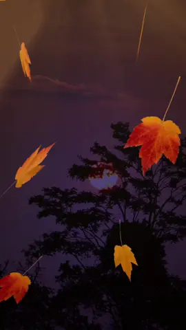 #rubireyes_1 #parati #creatorsearchinsights 