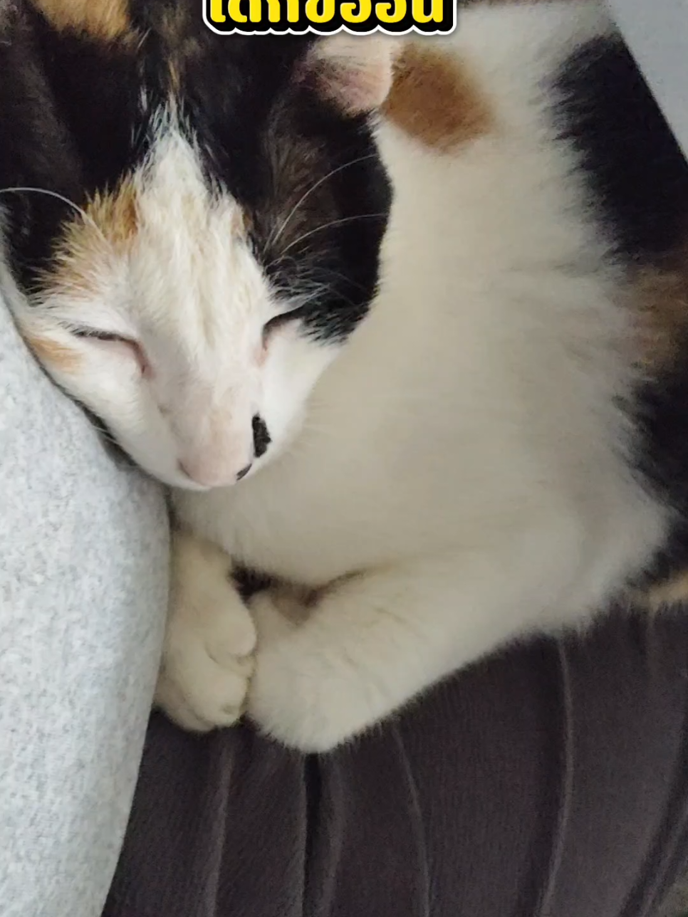 อากาศเย็น มุดแม่อย่างเดียวเลย #แมวน่ารัก #แมวอ้วน #แมวตลก #แมวดื้อ #แมวตัวโปรด 