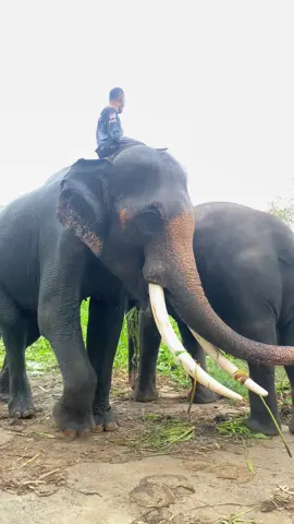 #อยุธยา #หมู่บ้านเพนียดช้างหลวง #ช้างใหญ่หัวใจมุ้งมิ้ง 🐘🙇🏻‍♀️🫶🏻🥰