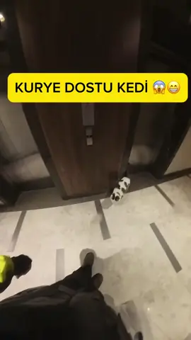 kuryenin kediyle imtihanı 😂#kesfetbeniöneçıkart 