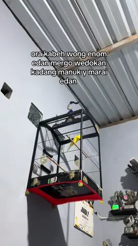 #kicaumanianusantara #kenarimania #fyp #lewatberanda 