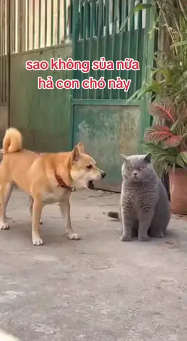 #thucung #meo #hoangthuongmeo #meocam 