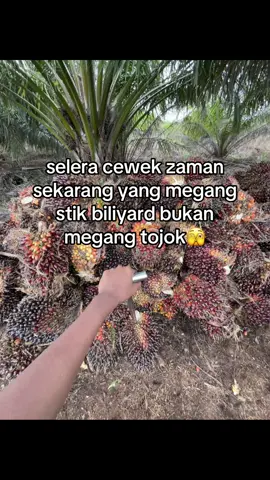 abg megang tojok aja dek🔥🤙🏻#sawit #sawitontiktok #fyp #kulisawit 