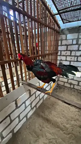 #CapCut #viral #semuaorang #peternakayam #fyp 