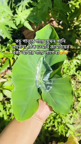 #creatorsearchinsights কচু পাতার গায়ে যেমন পানি লাগেনা ,ঠিক তেমনি জামাইয়ের বকা আমার গায়ে লাগেনা🤭🤣#creatorsearchinsights #সৌদিপ্রবাসীর_বউ✈️👰❤️😭🇸🇦🇸🇦 #viralvideo #trndingvideo @TikTok @creator search insights 2025 @For You House ⍟  @ratri_ii1 