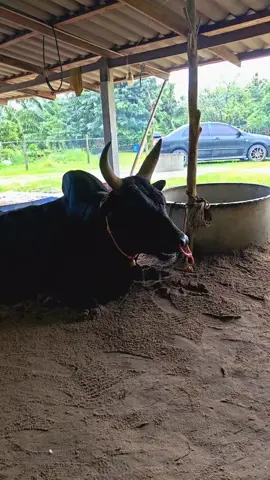 #ดีไม่ดีแลกันวันชน  ทนม่ทนชนกันแลก่อน 29นี้มีคำตอบ  #ดุกด้างท้องลายพิชิตชัย_บักขีด  #ค่ายโคน้องปาลินเป้เหรียงห้อง  #ฝากเปนกําลังใจไห้ด้วยนะคับ  #ไม่ใช่การทารุณกรรมสัตว์ 