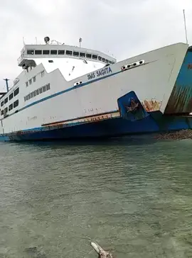 terdampar di Pulau Rimau balak, bakau heni Lampung selatan