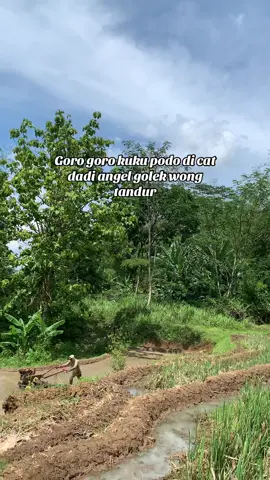 Kukune cah wedok sak iki plituran kabeh yo jiii #fyp #petanimuda #teamngiwomadang #kubota #karanganyar24jam 