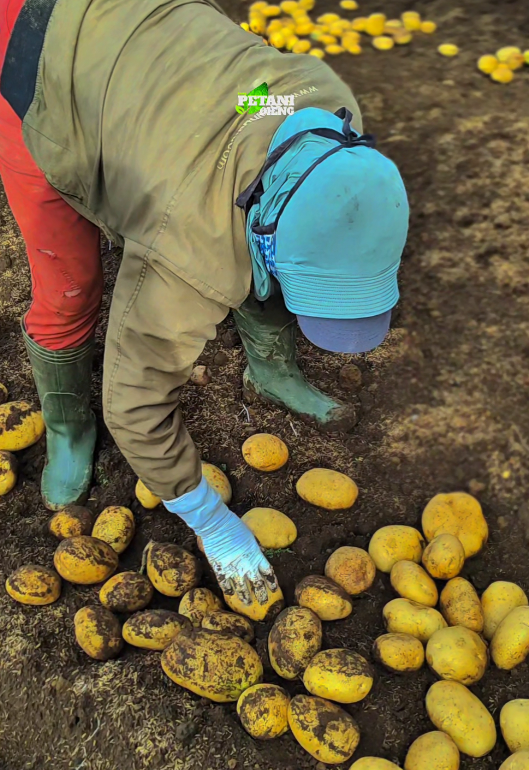 Ngunyer kentang 😁  #panen  #panensayur  #panenbuah 