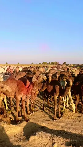 ❤️‍🩹❤️‍🩹# ###