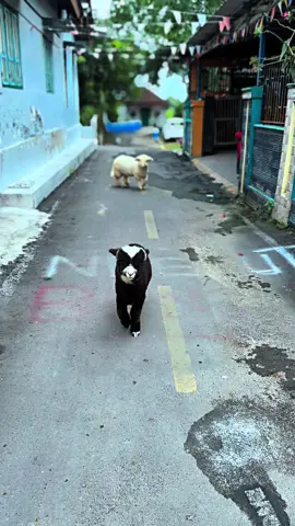 😍 #dombamerino #merino #dombabatur #dombalucu 