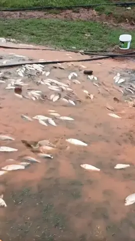 สงสัยจะออกมาจากสระเค้าครับผมเยอะมากเลยครับผมฝนตกวันนี้พาออกครับ#บ่าวผาหัก #ปลาหมึก #ขึ้นฟีดเปิดค่าการมองเห็น #คลิปReelsสร้างกระแส 