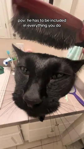 we brush our hair every night before bed 💁‍♀️ #fyp #clingypet  #cattok 