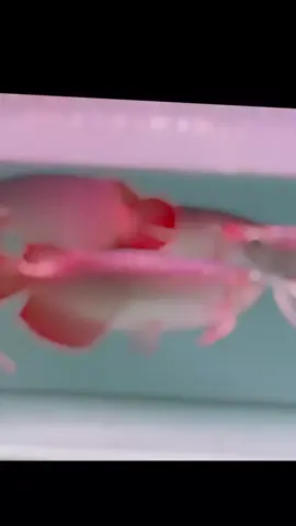 arwana super red 33cm #arwanasuperred 