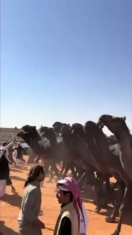 اهدا لراعي التصريح 😅🥇. 
َ
ٍ #مداويات #اكسبلور #foryou #الدواسر #fyp 