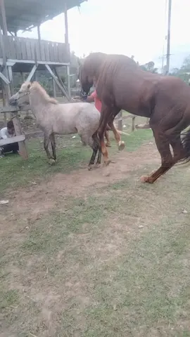 kingdom  #reels  #fyp #jangkauan 