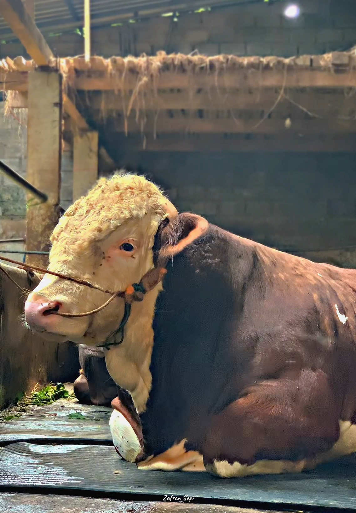 🐮: Pie yo carane gawe juraganku bati terus? #storypeternaksapi #peternaksapiindonesia🐂 #zafransapi #sapiqurbanbekasi #sapiqurbanjakarta #sapiviral  #CapCut #fyp 