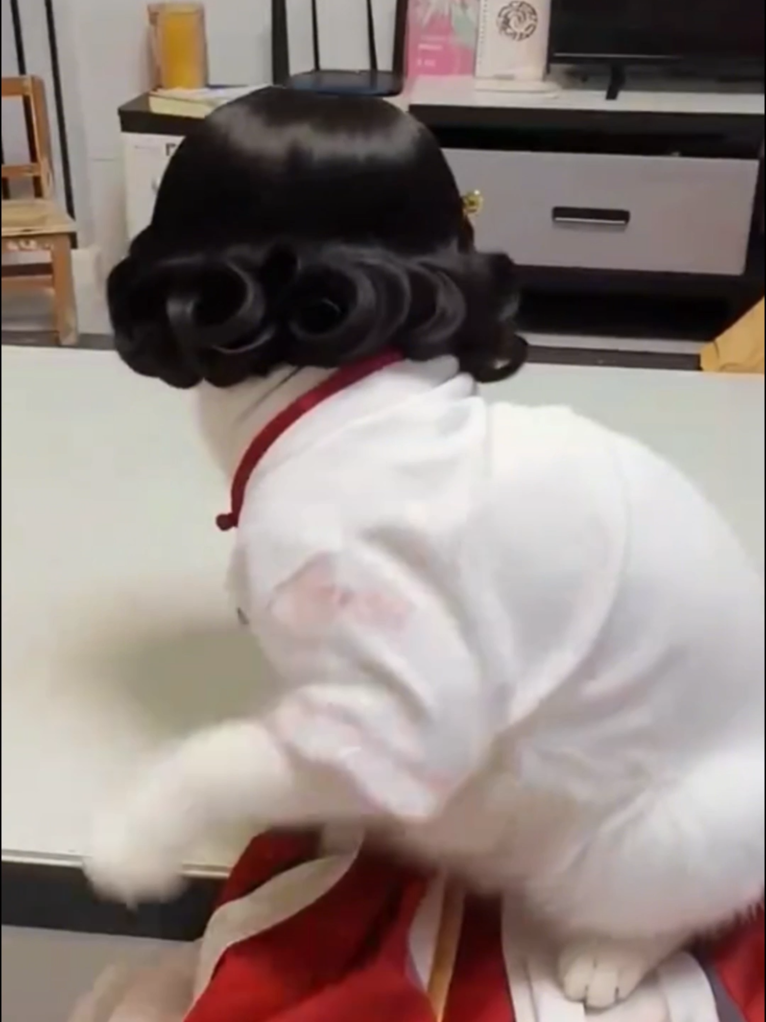 แมวแสนสวย #funny #pet #cat #shortsfunshow