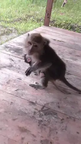 aduh si mocil jadi kaku begini  #fypシ #fypシ゚viral #babymonkey🐒❤️ #monyetlucu #monkey 