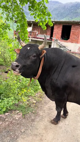 Rakibinin sesini duydu #video #keşfet #tiktokindia #viraltiktok #virall 