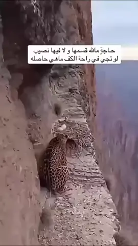 #اكسبلور #عشوائيات 