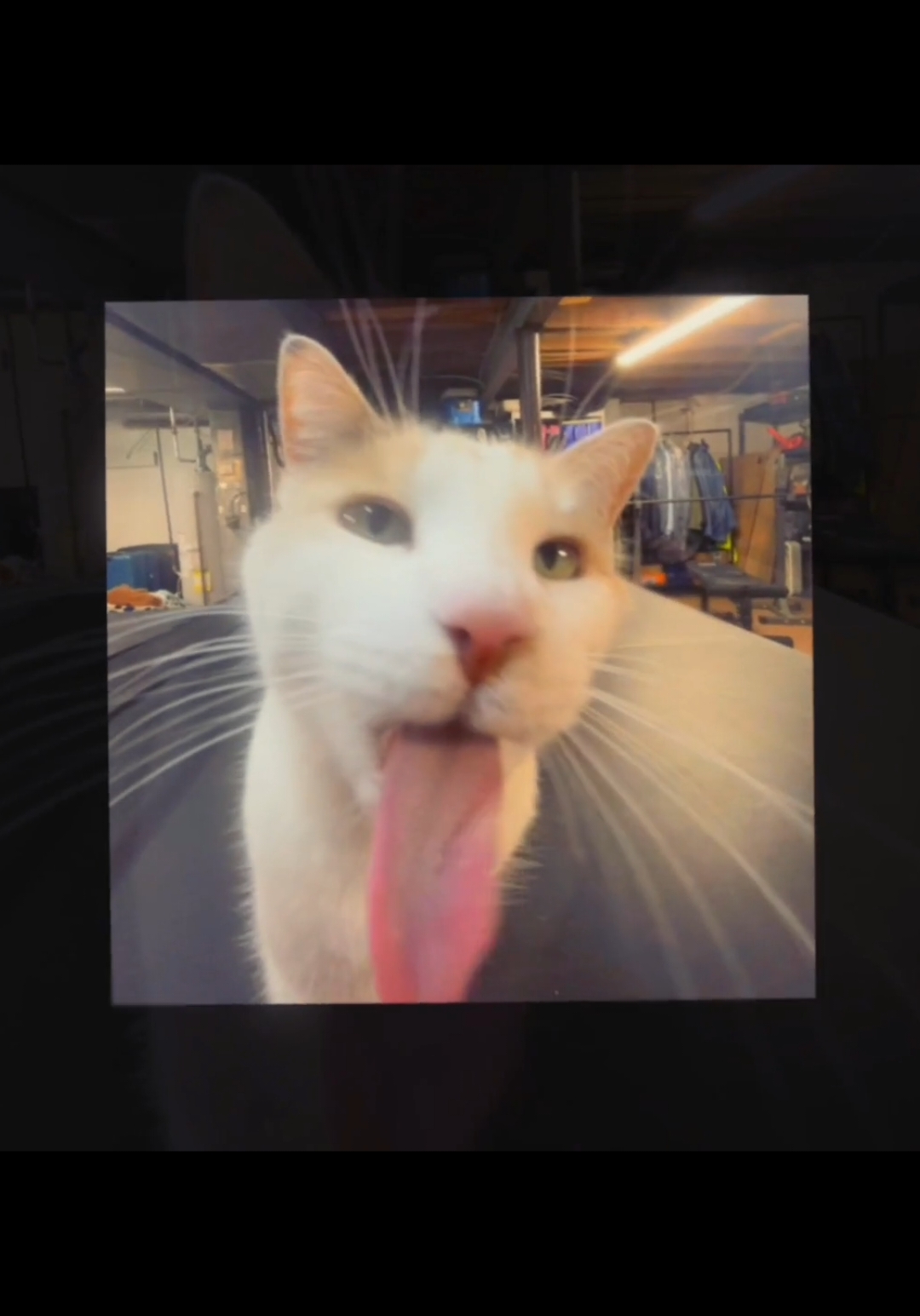 😏🌹#😹 #meme #alightmotion_edit #alightmotion 