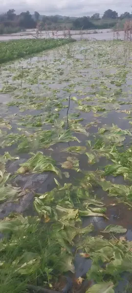 Nước dâng nhanh quá chạy k kịp lôn