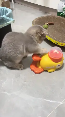 #funnycat #catsoftiktok #cutecat #fyp #cutecat 