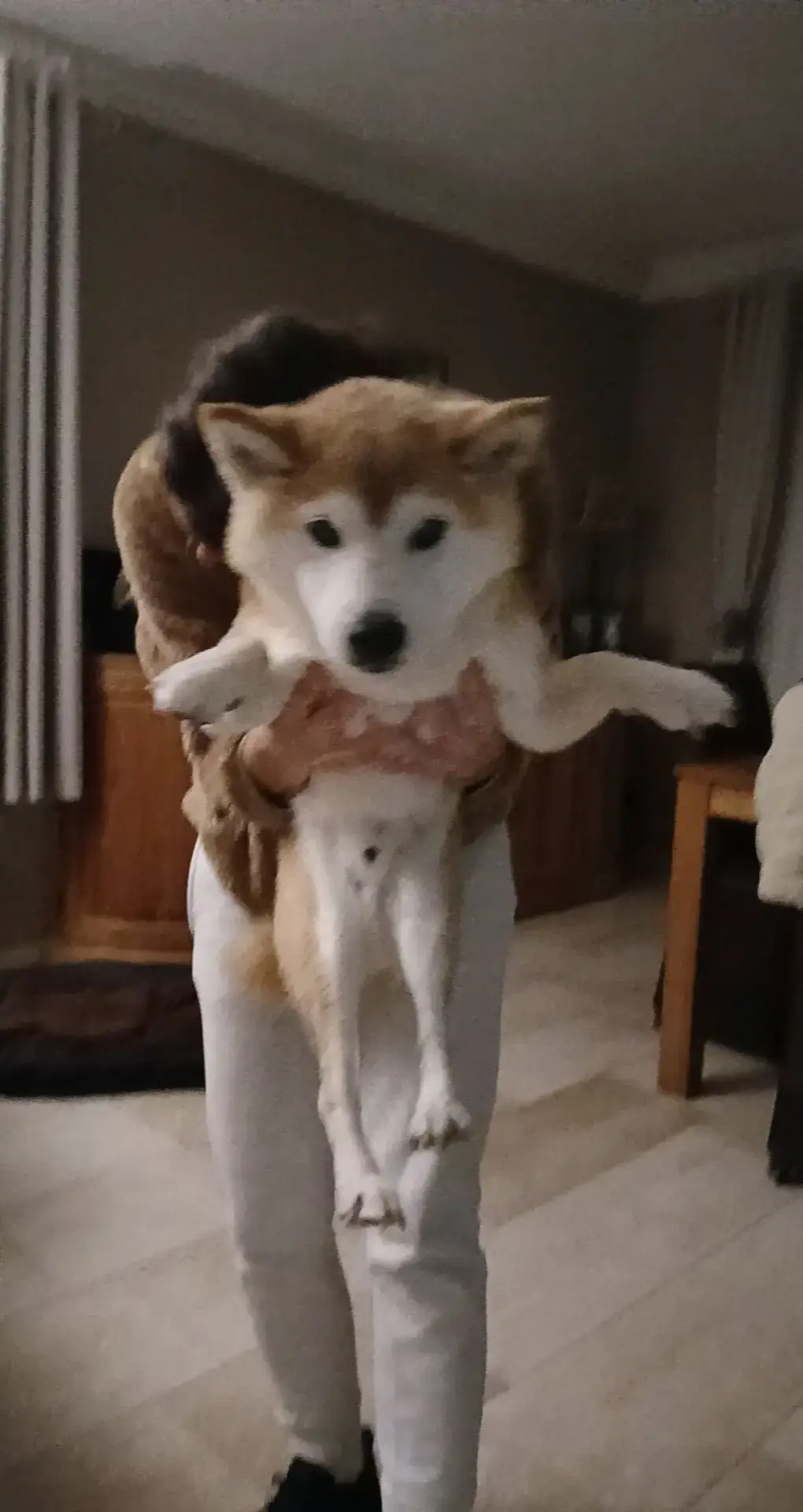 mijn dieren♡♡♡