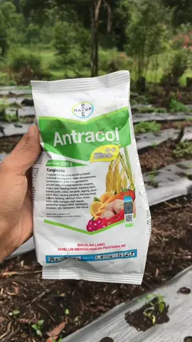 DISKON 50% + Gratis ongkos kirim. #pukpuk #tanaman #pertanian #kebunbuah #nutrisi 