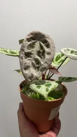 Diamond Shield  #anthurium #anthuriumaddict #plantaddict #anthuriumlovers #darkplantmatter 