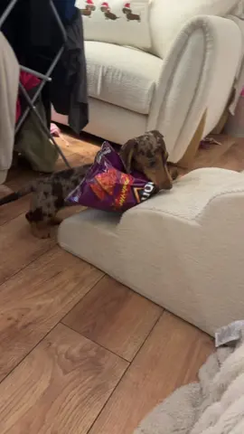 #sausagedog #daschunds #minidaschund #puppylove 