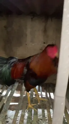 #fypppppppppppppppppp #ayamfilipin🇵🇭 