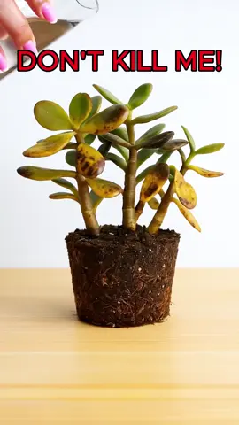 🕯️ Among leaves and warm lights… nature joins the celebration. 🌿 This Christmas, thank your plants for brightening your home. 🌱 Are they healthy? Need care? ✨ One tap in Plant Identifier shows all. 💚 Celebrate your love for plants – and let them thrive with you! 🎄 v1-10parent#thanksgiving #thanksgivingvibes #indoorjungle #monstera #indoorplants #PlantLover #plantcare #plants #houseplants #plantmom #PlantTok #fyp #xmas #christmas