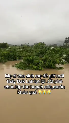 #đaklak47 #caphe #lulut 