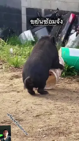 ขยันซ้อมจัง #คลิปตลกฮาๆ #คลิปฮาๆ #คลิปตลก #คลิปตลกขําๆฮาๆ 