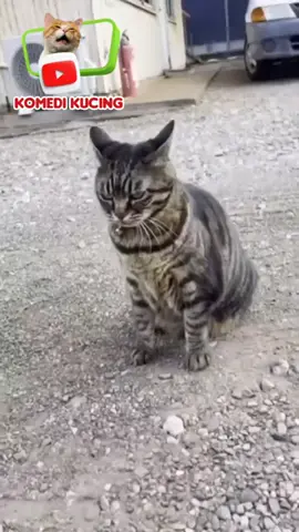 #komedikucing 