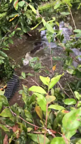 Đặt sản Mùa nước nổi miền Tây #soctrang 